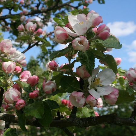 Osterbymo Gaestrum Gnottnehult المظهر الخارجي الصورة