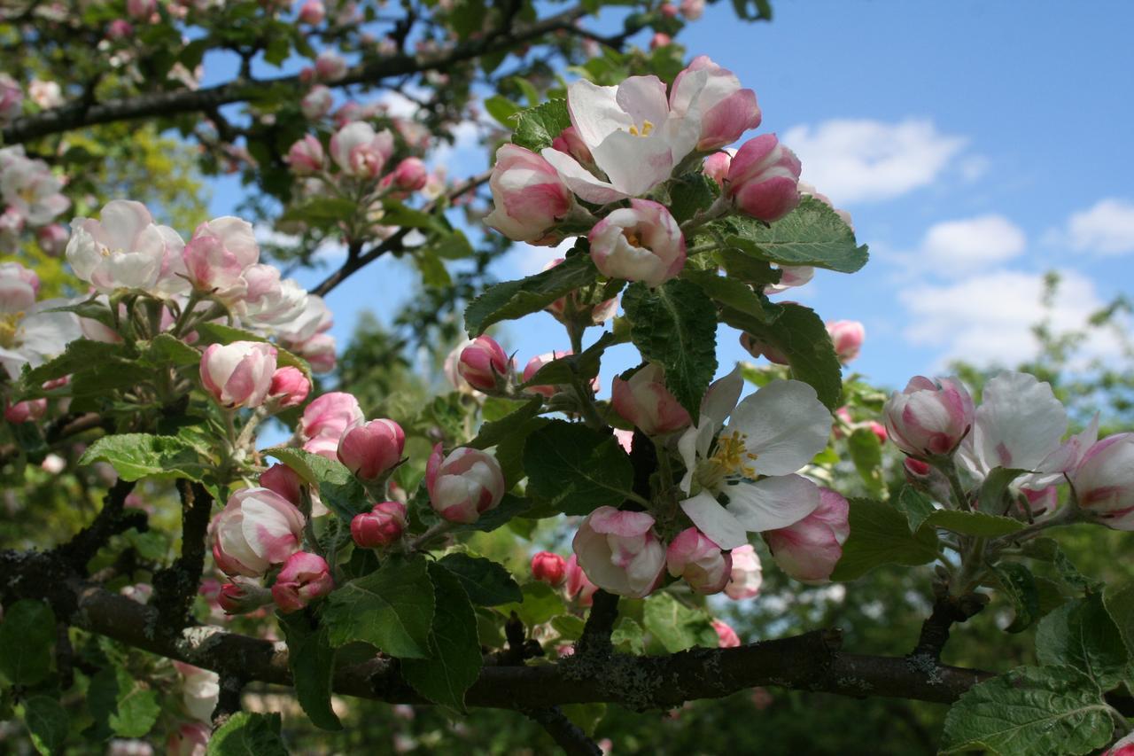 Osterbymo Gaestrum Gnottnehult المظهر الخارجي الصورة
